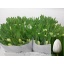 product/img.floraplaza.nl/LTULROYV-LIVE_fotos-0x7A4D02F95DA79C6D64B2DB64A69C9A30194C2546.jpg