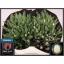 product/img.floraplaza.nl/LTULROYV-LIVE_fotos-0x869CAD1C52CA95602DABF8A3FF2BE86AF459EF73.jpg