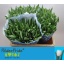 product/img.floraplaza.nl/LTULROYV-LIVE_fotos-0x890D707CE63EDA1EC152B90CE05E86E51D6A2677.jpg