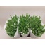 product/img.floraplaza.nl/LTULROYV-LIVE_fotos-0x8A62F0FE76D60FED2CC516E966BDE40E99CB307B.jpg