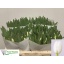 product/img.floraplaza.nl/LTULROYV-LIVE_fotos-0x93B9FFCE76BB093D78540893F59EDDF7FE6551D6.jpg