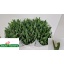 product/img.floraplaza.nl/LTULROYV-LIVE_fotos-0xAAE6CBDACB61E7D97F0EF5BC6C0A04CBDA721139.jpg