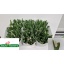 product/img.floraplaza.nl/LTULROYV-LIVE_fotos-0xD6CE0B5ACE19E5F4066C1ED116DB45001F156360.jpg