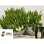 product/img.floraplaza.nl/LTULROYV-LIVE_fotos-0xE025691E4B8DD597CA721A9D351D193D3C025100.jpg