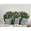product/img.floraplaza.nl/LTULSAI-LIVE_fotos-0xB32F228078C0D371A5BA79701F3E53697C7CEA0A.jpg