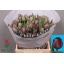 product/img.floraplaza.nl/LTULSAID-LIVE_fotos-0xA911E8D2D5E5BA42B5A457FE089BE709A18E346A.jpg