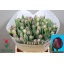 product/img.floraplaza.nl/LTULSAID-LIVE_fotos-0xB035ED8BB0C1EE53918CD7B657C1DEF3BA475D01.jpg
