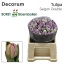 product/img.floraplaza.nl/LTULSAID-LIVE_fotos-0xF43E55BBF8D1B9C12909D40FB45926CFD396245D.jpg