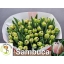 product/img.floraplaza.nl/LTULSAM-LIVE_fotos-0x35E603F5CF6D142053F0A57DDBC821E14A081685.jpg