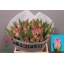 product/img.floraplaza.nl/LTULSAN-LIVE_fotos-0xE860643DA4D4CBF7B3C57B4D6CD7963CEC934AA3.jpg