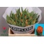 product/img.floraplaza.nl/LTULSAU-LIVE_fotos-0xF1EC26C1ECFC6414E32D4481128646F41C5624E3.jpg