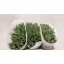product/img.floraplaza.nl/LTULSEA-LIVE_fotos-0xD8263D57CE1BB2A4E804BA74E3994000769D9387.jpg