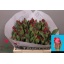 product/img.floraplaza.nl/LTULSEAP-LIVE_fotos-0xD3D9CCB2E757D4116D1F73A30CF5947720EE9EE8.jpg