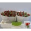 product/img.floraplaza.nl/LTULSEAP-LIVE_fotos-0xF3EDABC82C3132C6A09A4D652E8AC5A7CA8DDC77.jpg