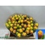 product/img.floraplaza.nl/LTULSHE-LIVE_fotos-0xF0C5F33D5945A4E4BD85F2F6F3C8B3A39F98C884.jpg