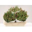 product/img.floraplaza.nl/LTULSTRF-ASSORTI_fotos-MVA-Tulipa si strong fire x 150.jpg