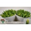 product/img.floraplaza.nl/LTULSTRG-LIVE_fotos-0x0A8658FB86341AD78B2523EE0A5CCD24C49FB9B2.jpg