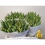 product/img.floraplaza.nl/LTULSTRG-LIVE_fotos-0x0F1A8C79621C85F54A797E36A13611A8C28EDC77.jpg