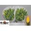 product/img.floraplaza.nl/LTULSTRG-LIVE_fotos-0x872907B8DE990A64E6BF273480022FE9E8F741C7.jpg