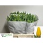 product/img.floraplaza.nl/LTULSTRG-LIVE_fotos-0xA04D4CCF3DE06E33FF0607D2636F204E72A784EC.jpg
