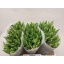 product/img.floraplaza.nl/LTULSTRG-LIVE_fotos-0xB1BC49A8C4ECD78284528B77D63D296D5A88DA27.jpg