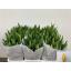 product/img.floraplaza.nl/LTULSTRG-LIVE_fotos-0xC03957280710B1364C788E2BCFF42BAC5C99C11D.jpg