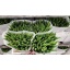 product/img.floraplaza.nl/LTULSTRL-LIVE_fotos-0x992BADDB74922985D34F6B6791457F7A22B03716.jpg