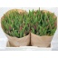 product/img.floraplaza.nl/LTULSTRL-LIVE_fotos-0xAD694AA4DB42BEC01031D1E0FBEA34E8997A637C.jpg