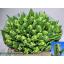 product/img.floraplaza.nl/LTULSUPP-LIVE_fotos-0x22B6E6D8A00A6A6EE6920AA8E8F27EE008EEB51E.jpg
