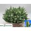 product/img.floraplaza.nl/LTULSUPP-LIVE_fotos-0x463E185494B454E0B2CD7FDFBC1799AA223F8A80.jpg