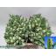 product/img.floraplaza.nl/LTULSUPP-LIVE_fotos-0x5BBF033AFA6EDCECF43E5B4D7932E02CDAFB2344.jpg