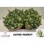 product/img.floraplaza.nl/LTULSUPP-LIVE_fotos-0x6B38BE20C3B00687BA847CB3928CB40C91572CAE.jpg