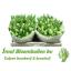product/img.floraplaza.nl/LTULSUPP-LIVE_fotos-0x7571EEF462B3AE81F6DF4579677B865D9B87ACE6.jpg