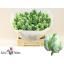 product/img.floraplaza.nl/LTULSUPP-LIVE_fotos-0x7FA6DBE1C24AFF23D78D667554EB2F6454F20CBB.jpg