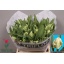 product/img.floraplaza.nl/LTULSUPP-LIVE_fotos-0xBF505DE1E6033C73992F2DEB7CF05165AA28F3F9.jpg