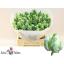 product/img.floraplaza.nl/LTULSUPP-LIVE_fotos-0xC68D08D70C30C80EADB32B60B25BC32AF47E94A6.jpg