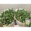 product/img.floraplaza.nl/LTULSUPP-LIVE_fotos-0xF648BD8FF4E7F0493A5D927DC39A930453050B80.jpg