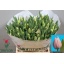 product/img.floraplaza.nl/LTULSWEB-LIVE_fotos-0xEF8C4A288FBE6C6045AB7EBCA0F0F447F9B24AD3.jpg