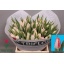 product/img.floraplaza.nl/LTULSWES-LIVE_fotos-0x67F50A383E9323A22489D69333CFEBF0C0DCE667.jpg