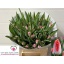 product/img.floraplaza.nl/LTULSWES-LIVE_fotos-0x7332D7947E1234E1A5780BD7A597077D250E68FE.jpg