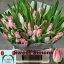 product/img.floraplaza.nl/LTULSWES-LIVE_fotos-0xC717B92F65079D00B1C1EC0D5318437ED74191DA.jpg