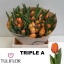 product/img.floraplaza.nl/LTULTRIA-LIVE_fotos-0xA6F82D4CAEFF070B4AF0F52EA266BC1B0D56D958.jpg