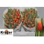 product/img.floraplaza.nl/LTULTRO-LIVE_fotos-0xE9C951EF6E2FB19FEBD8A42DC6F976A0BE1C61C3.jpg