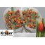 product/img.floraplaza.nl/LTULTRO-LIVE_fotos-0xED6604C0F0C704C17092BE2AAFB24B4606E1A5F7.jpg