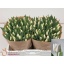 product/img.floraplaza.nl/LTULUPD-LIVE_fotos-0xF824DDAB115EC2735E8225B41B59F01479E209E5.jpg