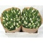 product/img.floraplaza.nl/LTULUPD-LIVE_fotos-0xFD7050B3B9B8946BCC1DDC915E0F7E05C7ABFDAD.jpg
