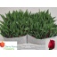 product/img.floraplaza.nl/LTULVERS-LIVE_fotos-0xAE3A038FCBE615F0820873FCB7D646D5DF4F3477.jpg