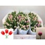 product/img.floraplaza.nl/LTULVOQ-LIVE_fotos-0x4B8A3336F29F93E8BA57F652CD0D4E83264277AB.jpg