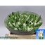 product/img.floraplaza.nl/LTULWHILI-LIVE_fotos-0xAF00A9F716002082A13F1A858AFEECDD9F6941B2.jpg