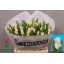 product/img.floraplaza.nl/LTULWHILI-LIVE_fotos-0xC7F83D34A694FAE42C64D1FF40D69C5165F7B31C.jpg